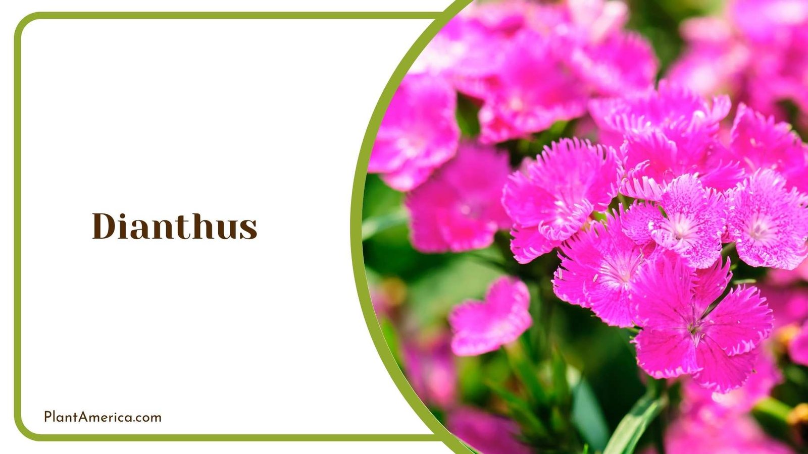 Purple Dianthus Planet Plant America Purple Dianthus Planet Plant America