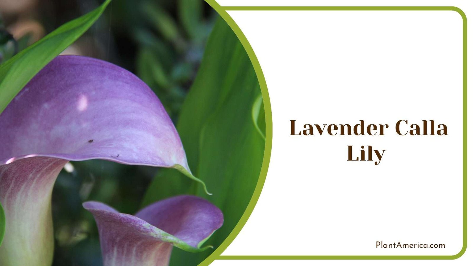 Purple Lavender Calla Lily Plant America