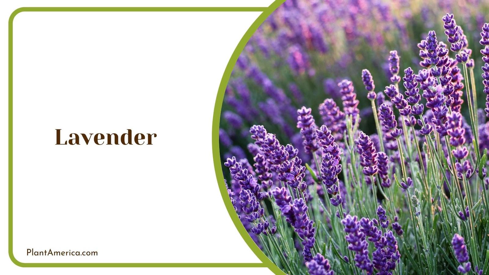 Purple Lavender Flower Plant America