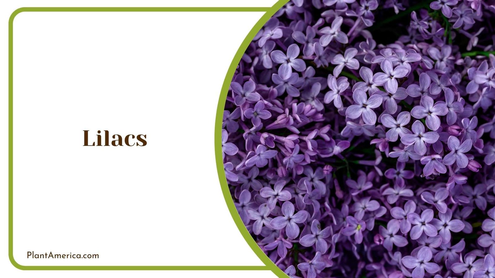 Purple Lilacs Plant America