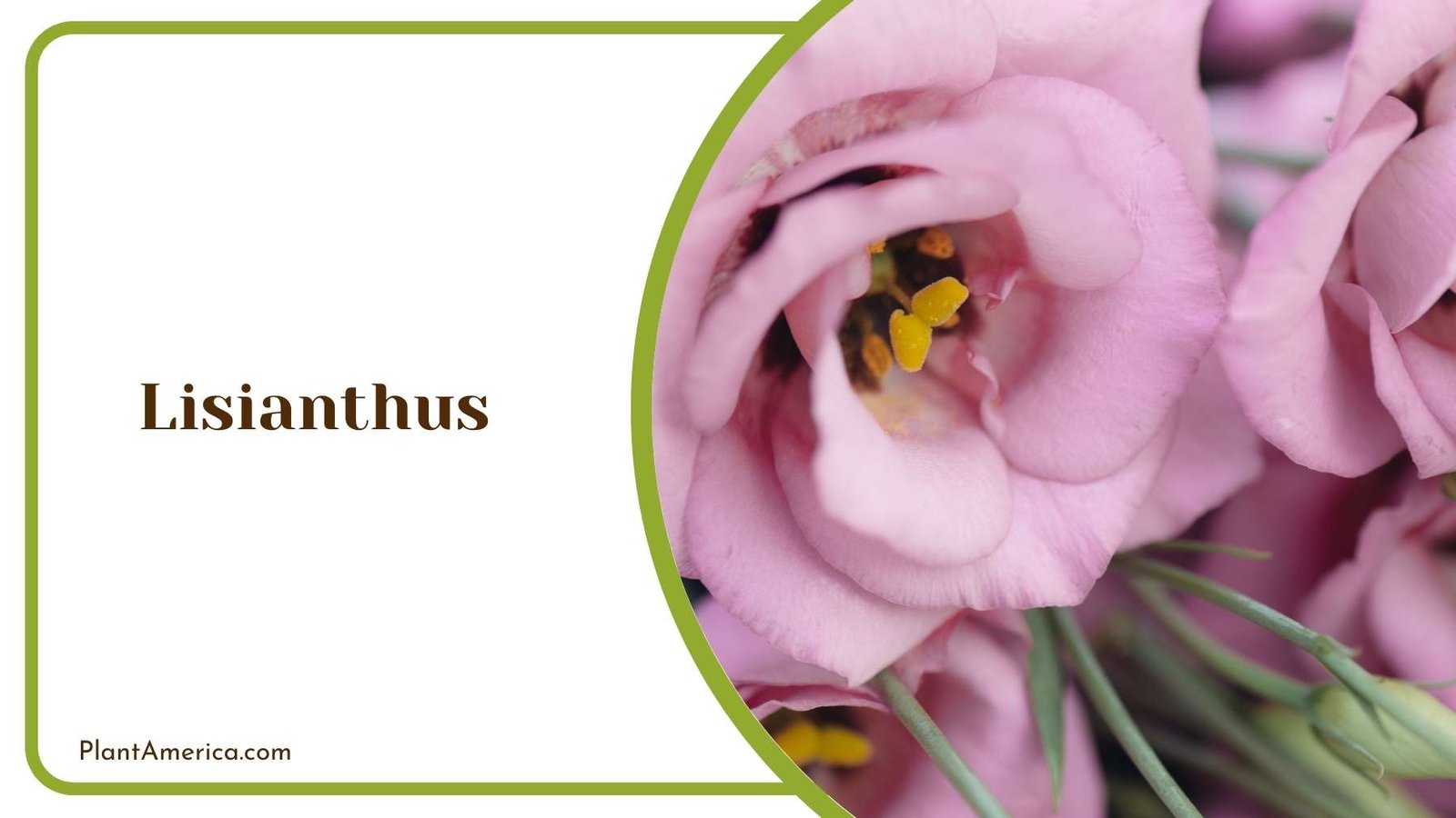 Purple Lisianthus Flower Plant America Purple Lisianthus Flower Plant America