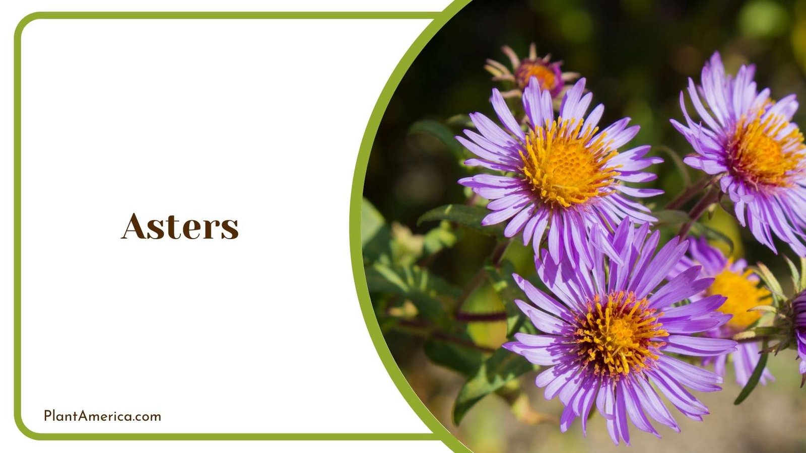 Purple Lovely Asters Plant America Purple Lovely Asters Plant America