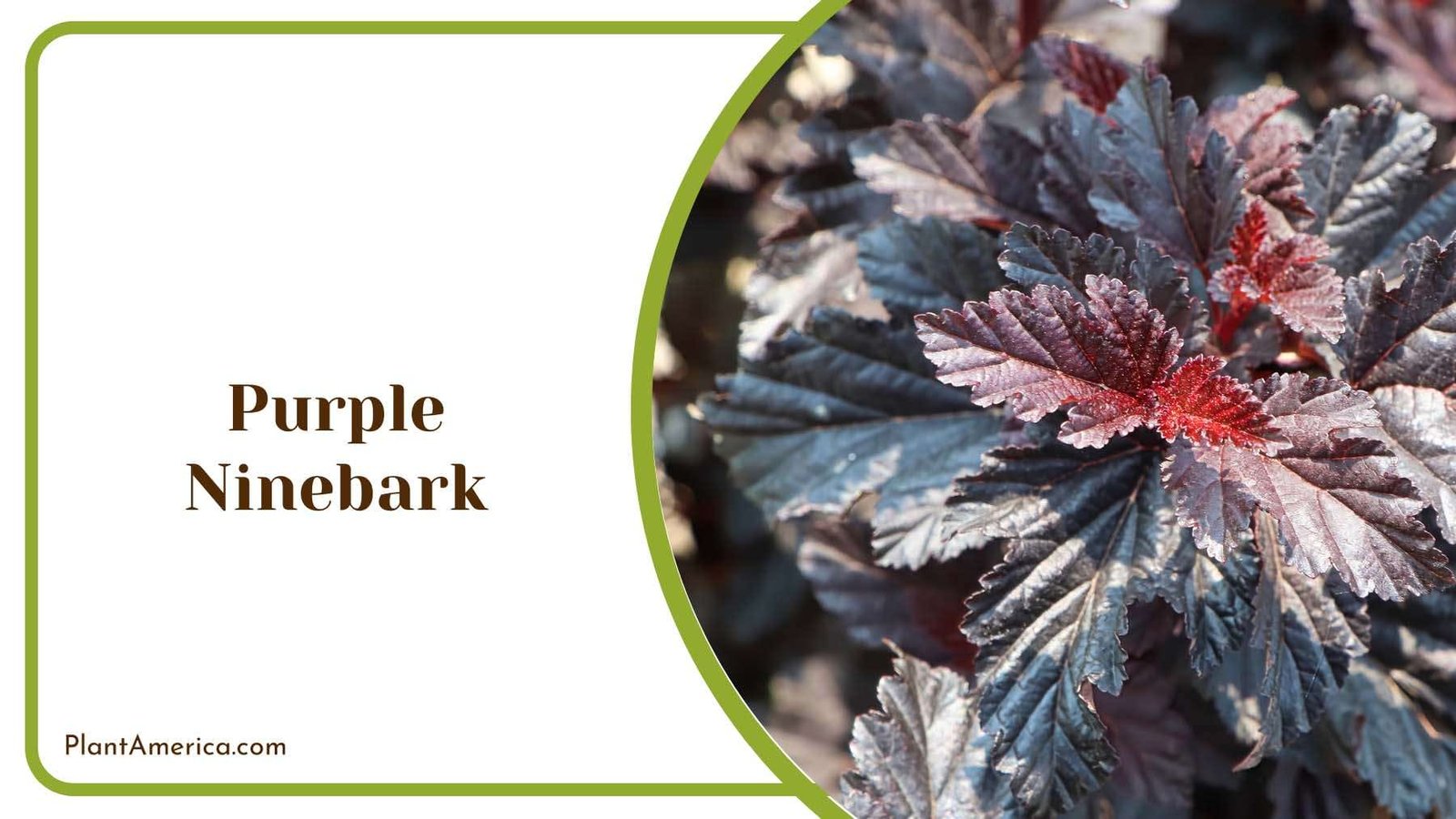 Purple Ninebark Tree Plant America Purple Ninebark Tree Plant America