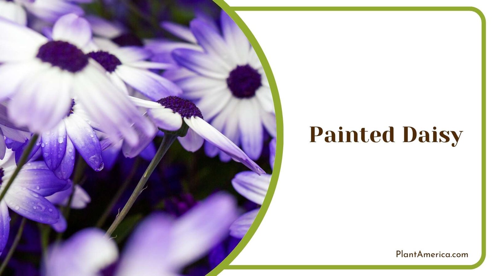 Purple Painted Daisy Plant America