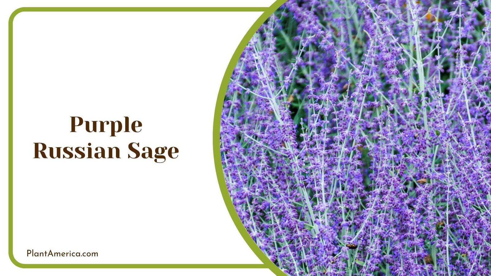 Purple Russian Sage Plant America Purple Russian Sage Plant America