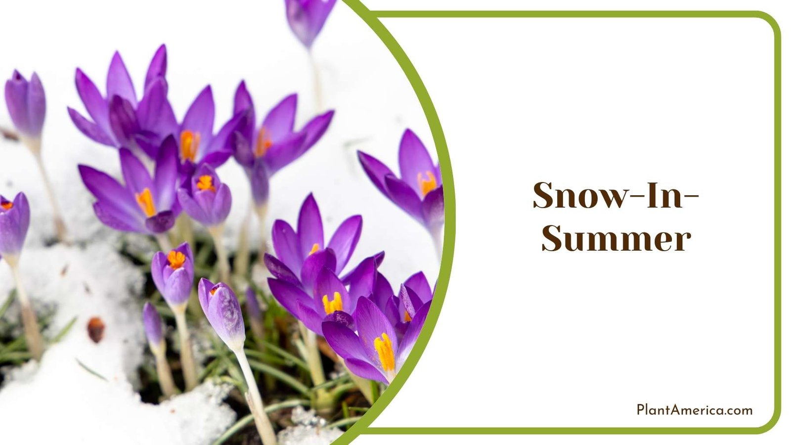 Purple Snow In Summer Flowers Plant America Purple Snow In Summer Flowers Plant America