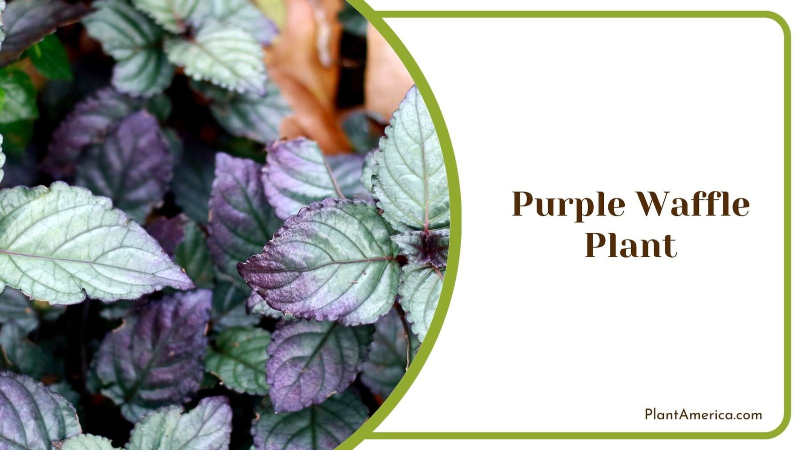 Purple Waffle Plant Close Shot Plant America Purple Waffle Plant Close Shot Plant America
