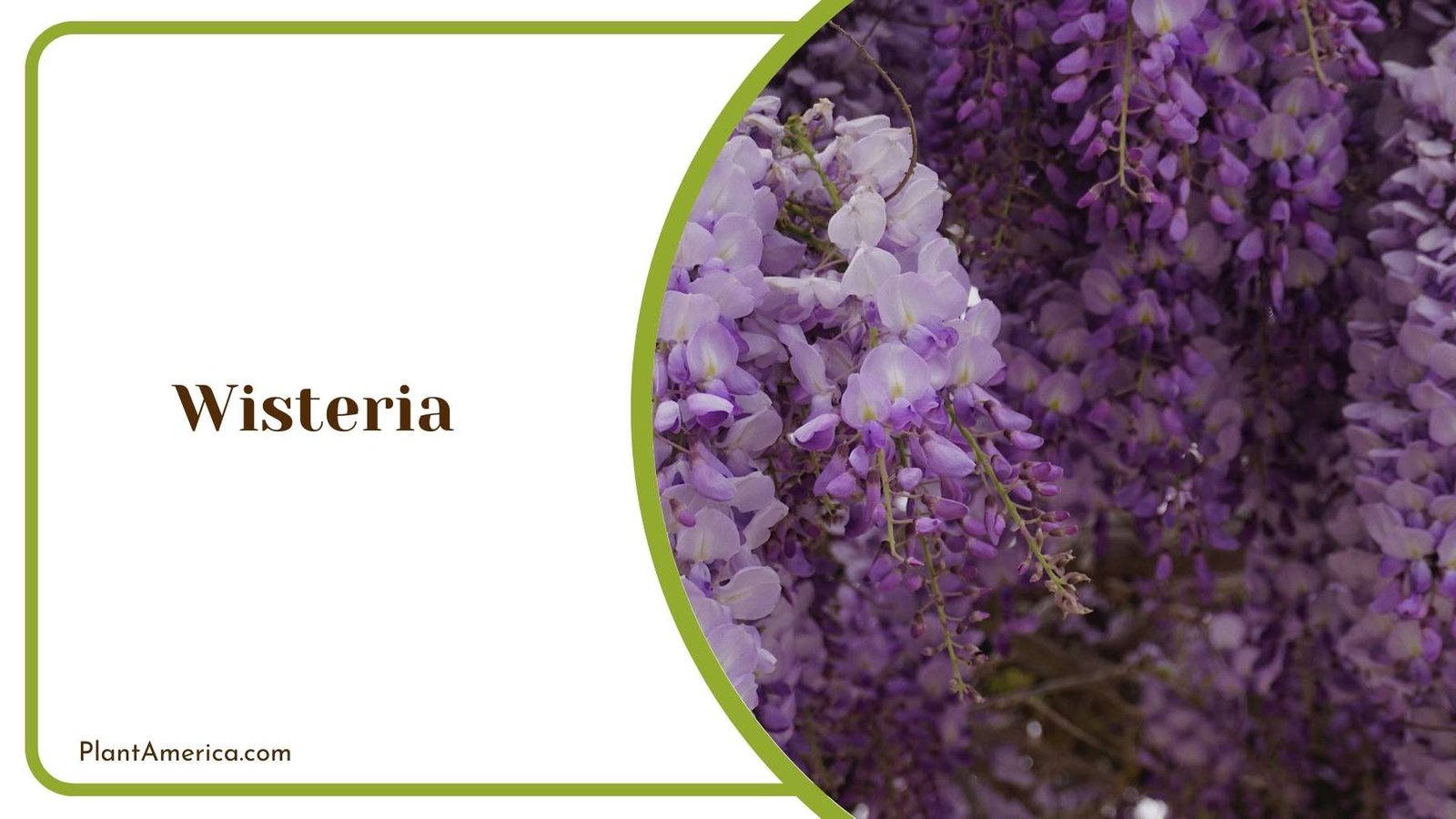 Purple Wisteria Flower Plant America