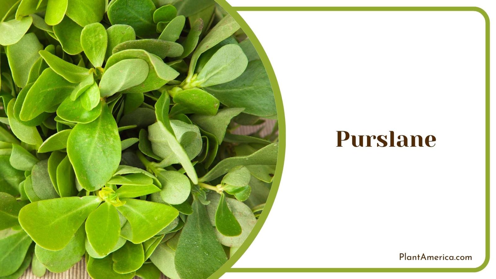 Purslane Flower Plant America