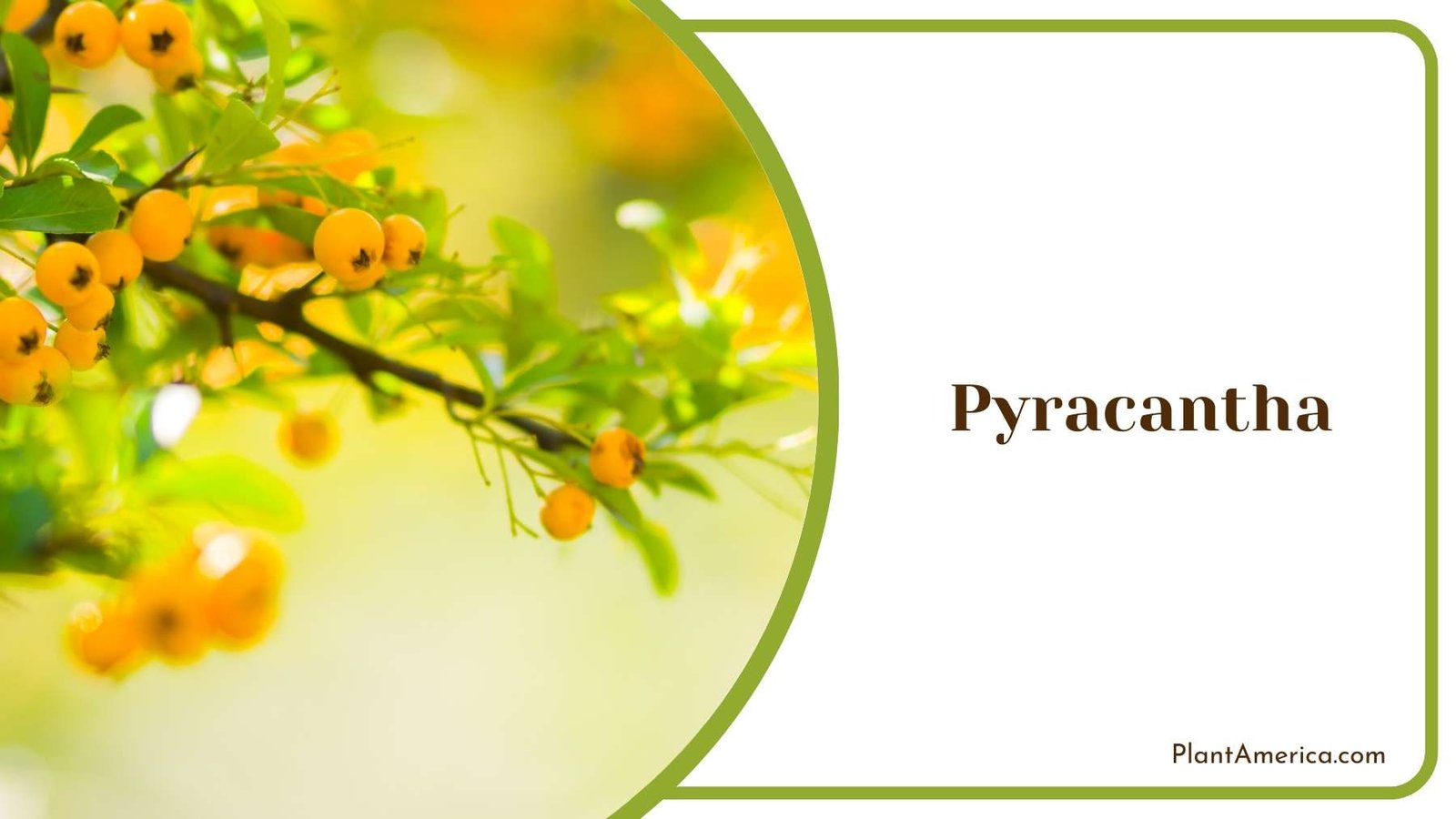 Pyracantha Plant America