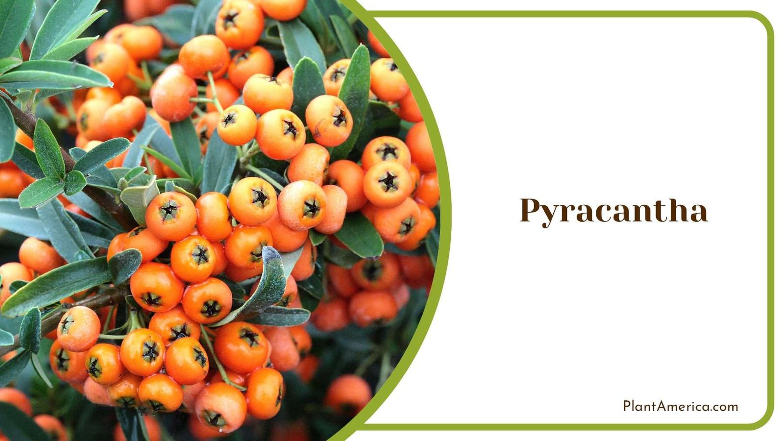 Pyracantha Showy Orange Berries Plant America