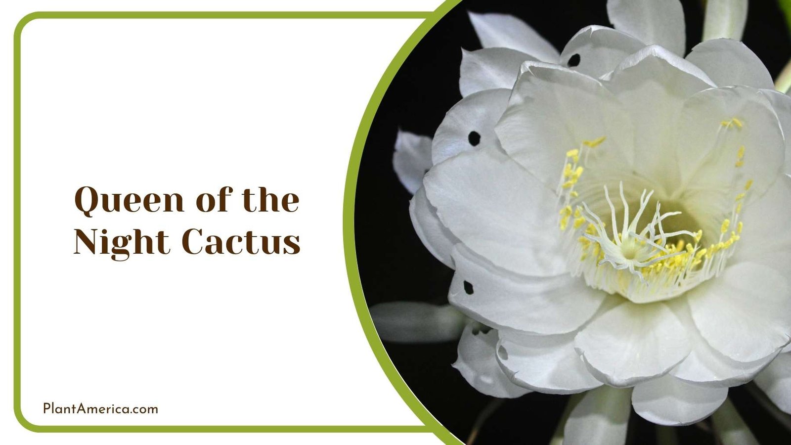 Queen of the Night Cactus Plant America