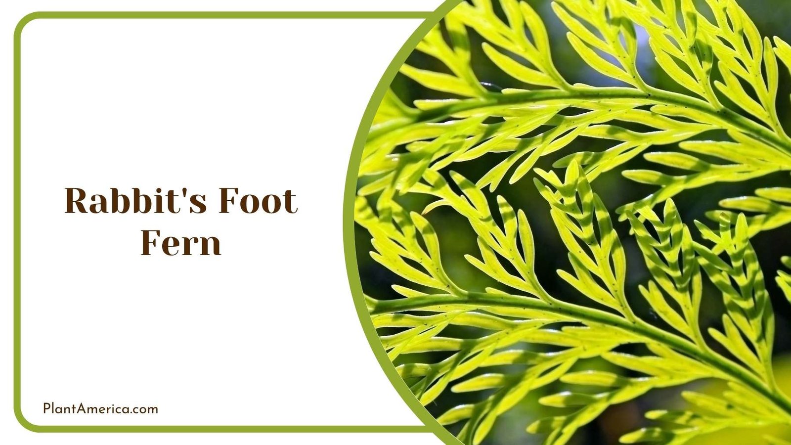 Rabbit s Foot Fern In Close Look Plant America