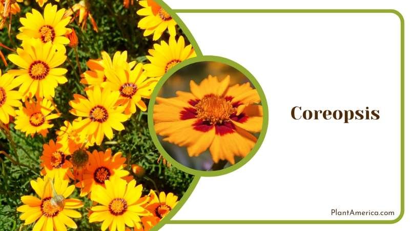 Radiant Coreopsis Flowers Plant America