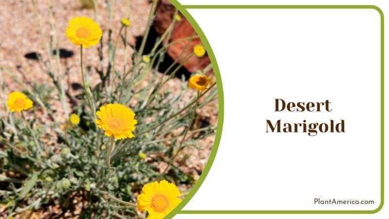 Radiant Desert Marigold Plant America