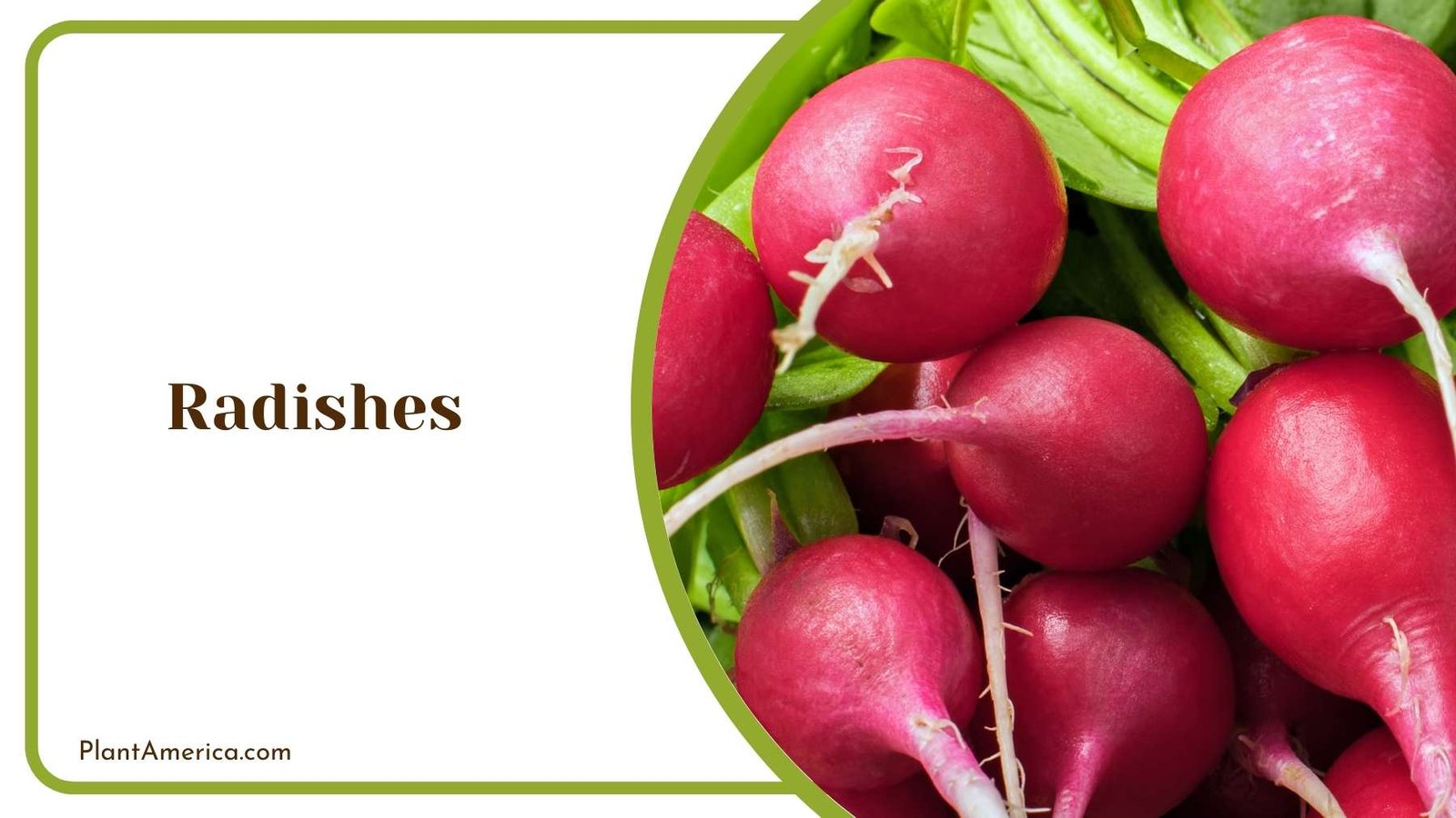 Radishes From Close Shot Plant America