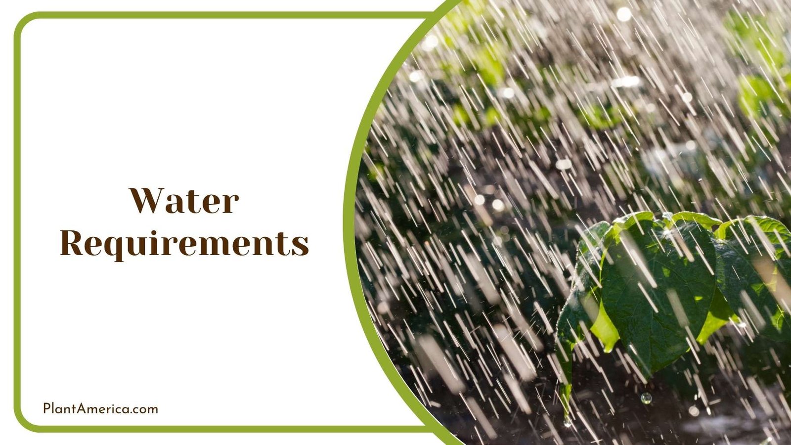 Rain Showering On a Plant Plant America Rain Showering On a Plant Plant America
