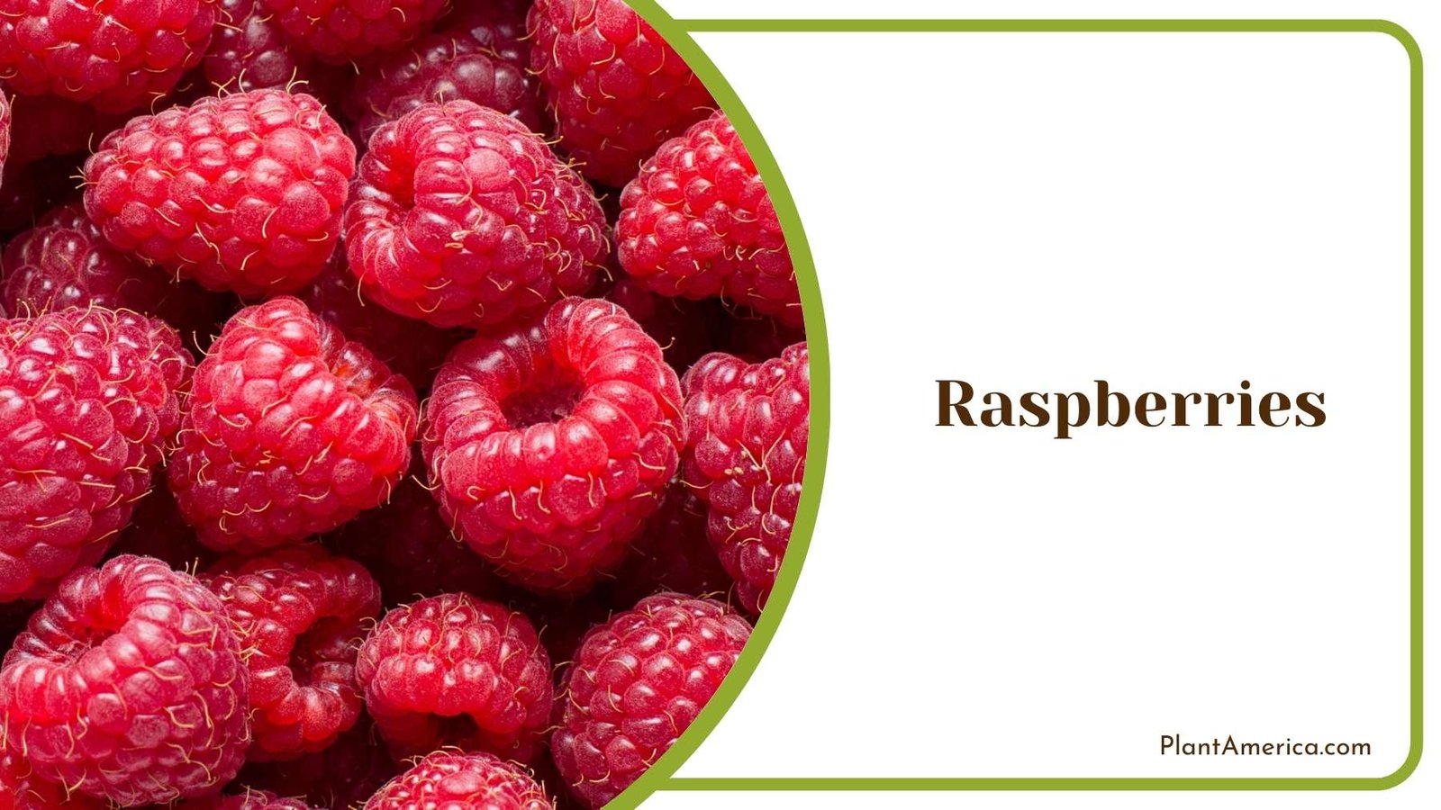 Raspberries Fruit Plant America
