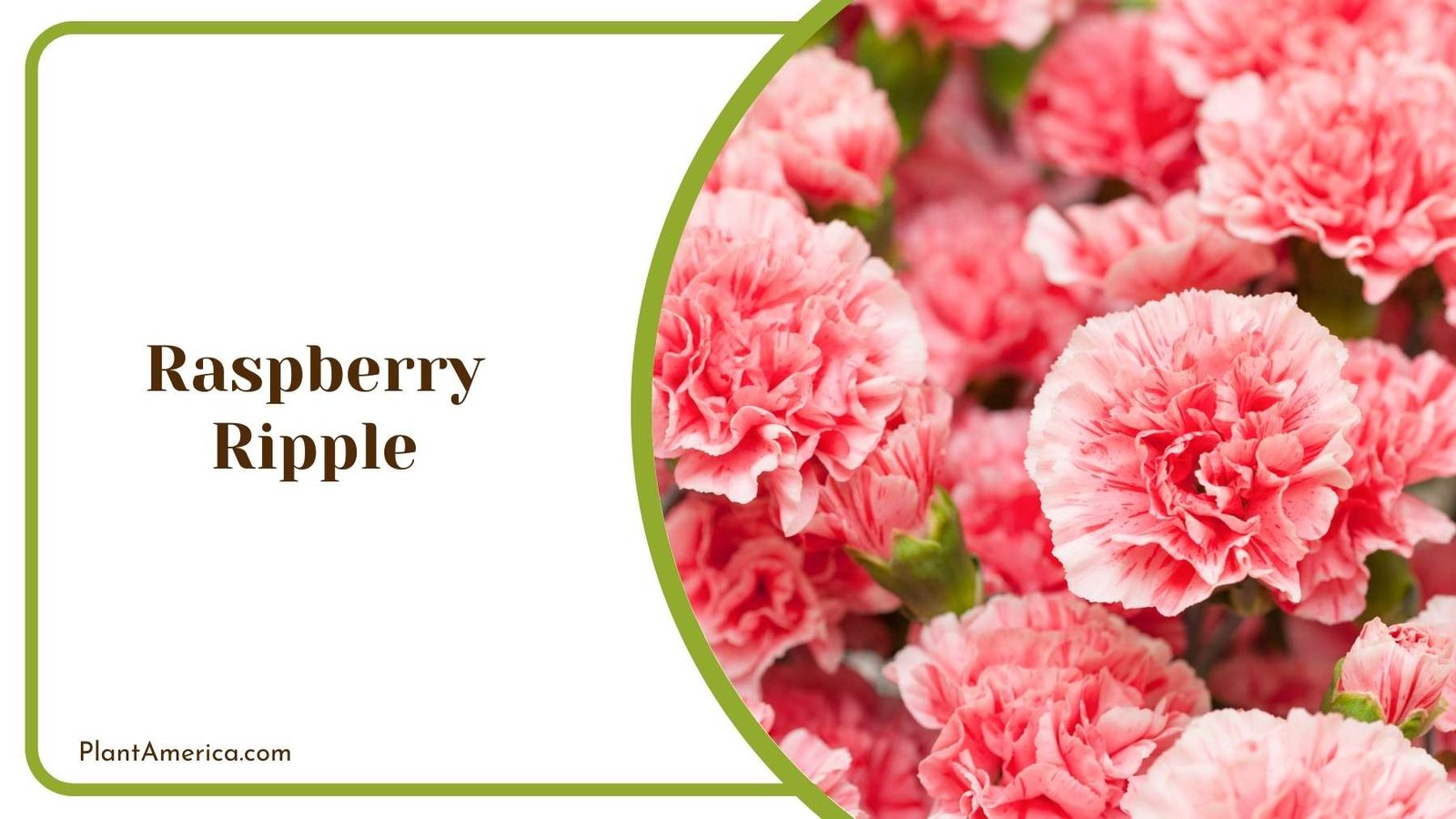 Raspberry Ripple Closer Look Plant America
