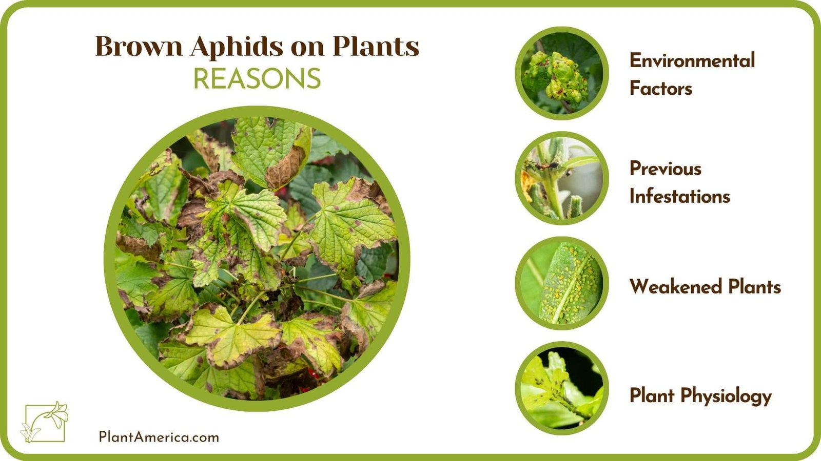 Reasons For Brown Aphids on Plants Plant America