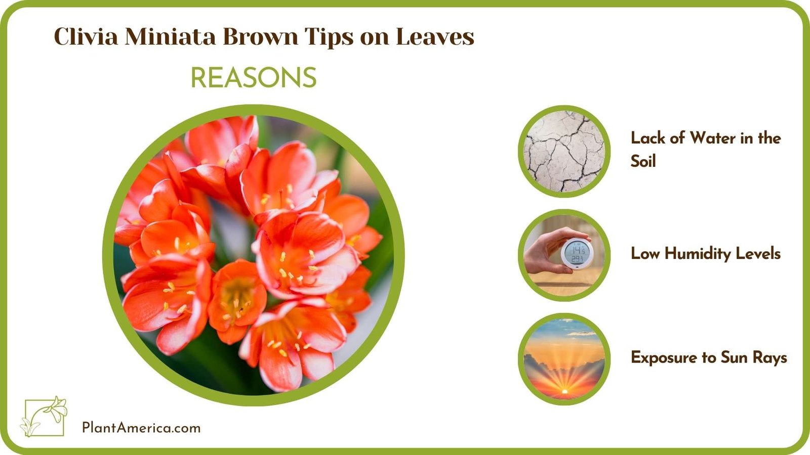 Reasons For Clivia Miniata Brown Tips on Leaves Plant America