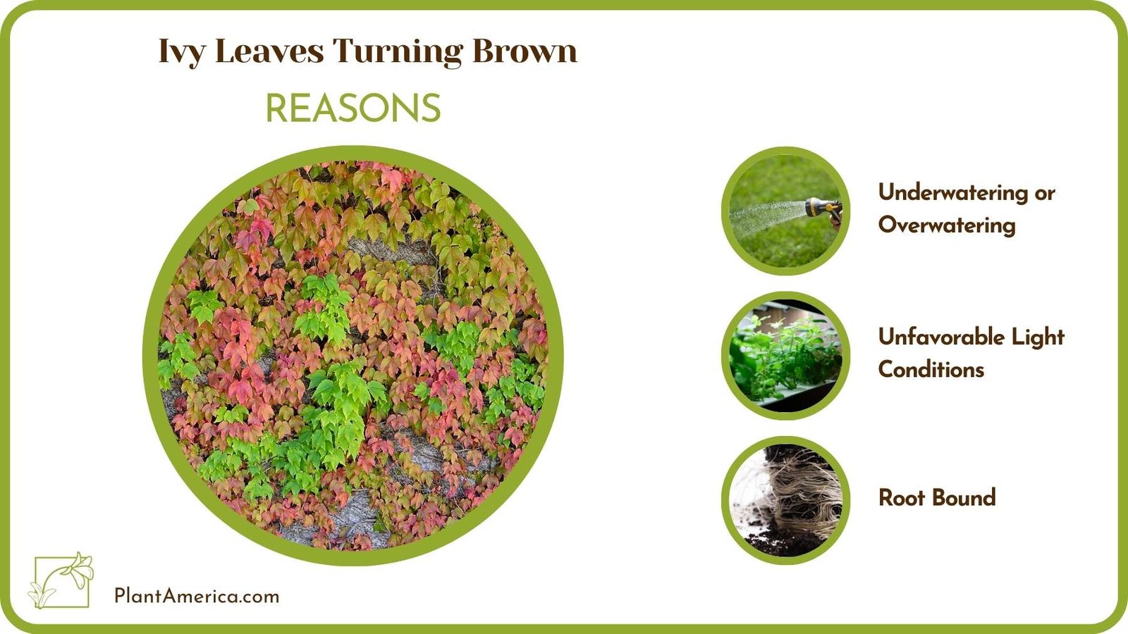Reasons For Ivy Leaves Turning Brown Plant America