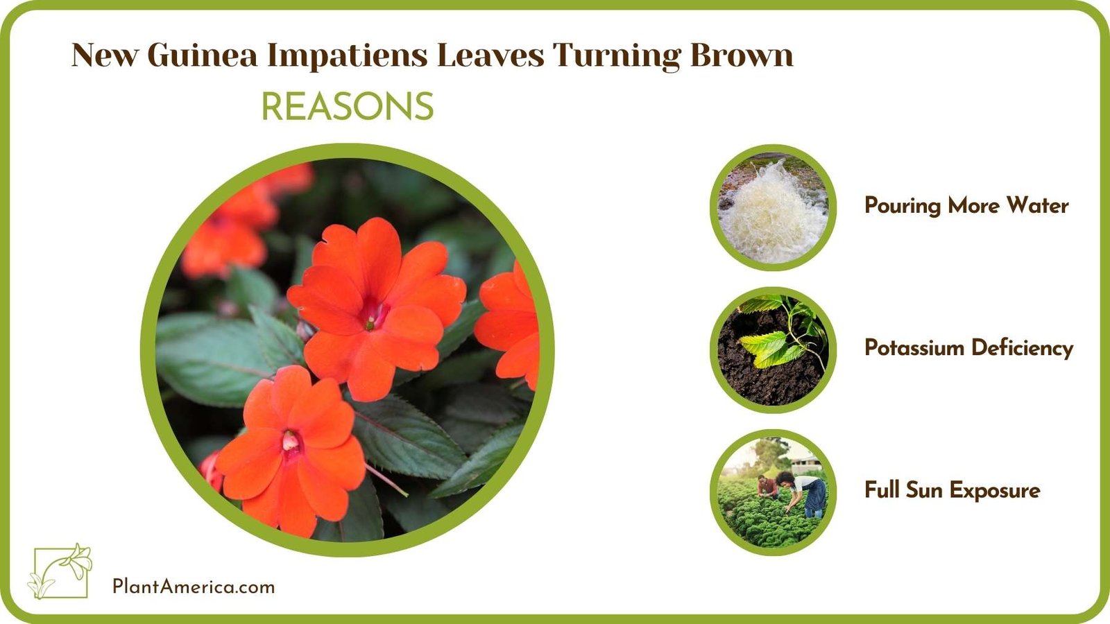 Reasons For New Guinea Impatiens Leaves Turning Brown Plant America