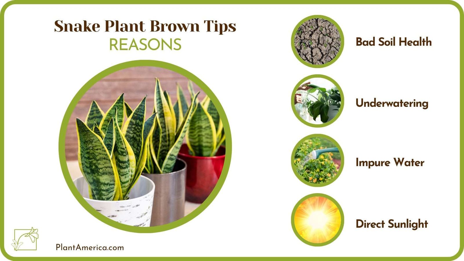 Reasons For Snake Plant Brown Tips Plant America