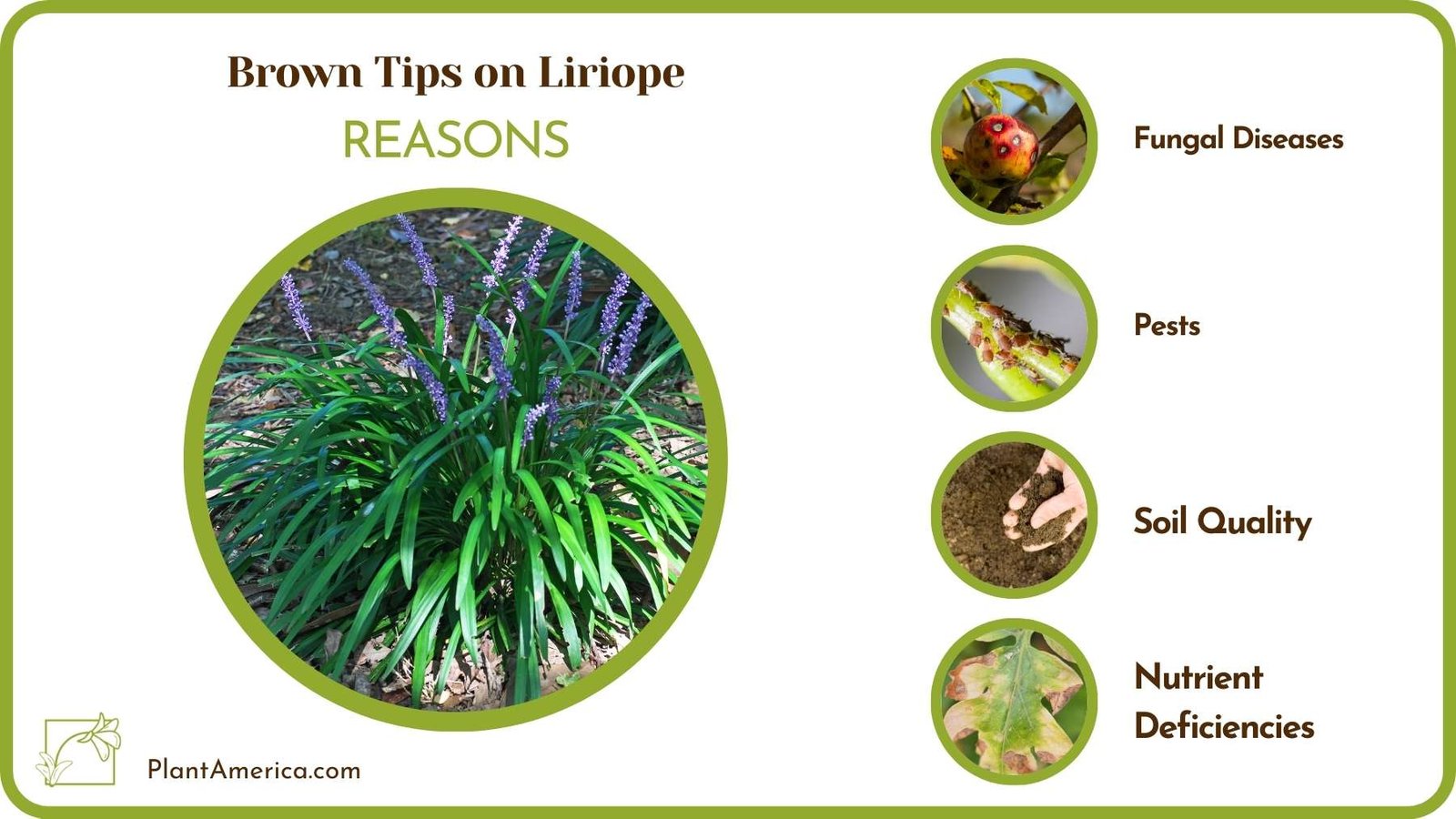 Reasons Of Brown Tips on Liriope Plant America