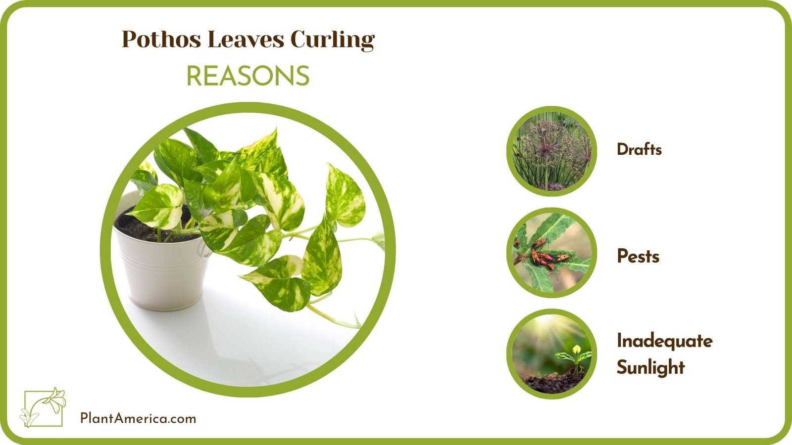 Reasons Of Pothos Leaves Curling Plant America