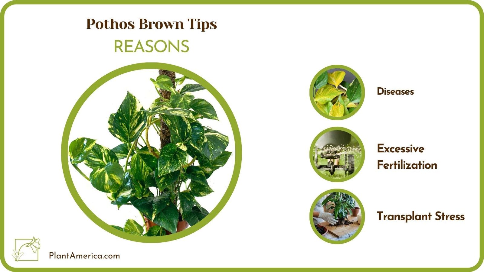 Reasons Pothos Brown Tips Plant America