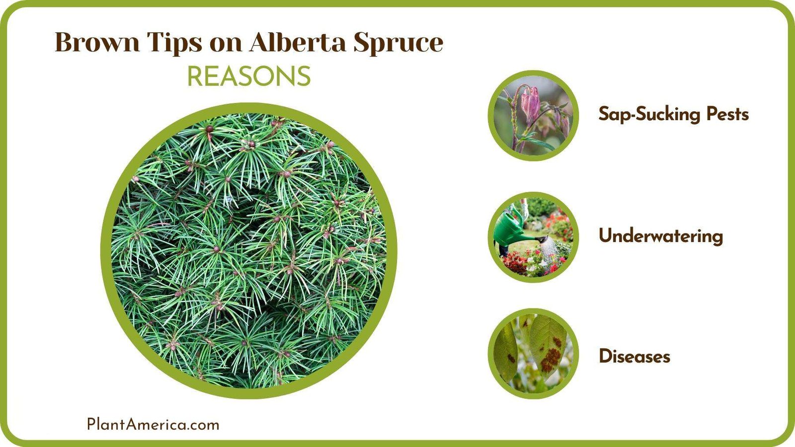 Reasons of Brown Tips on Alberta Spruce Plant America