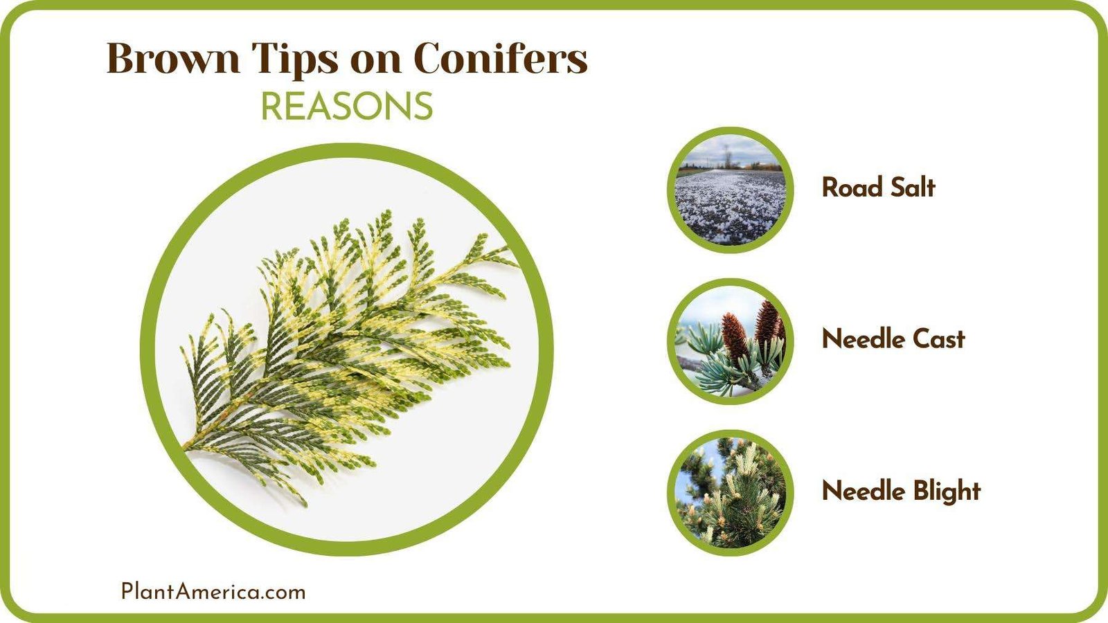 Reasons of Brown Tips on Conifers PlantAmerica
