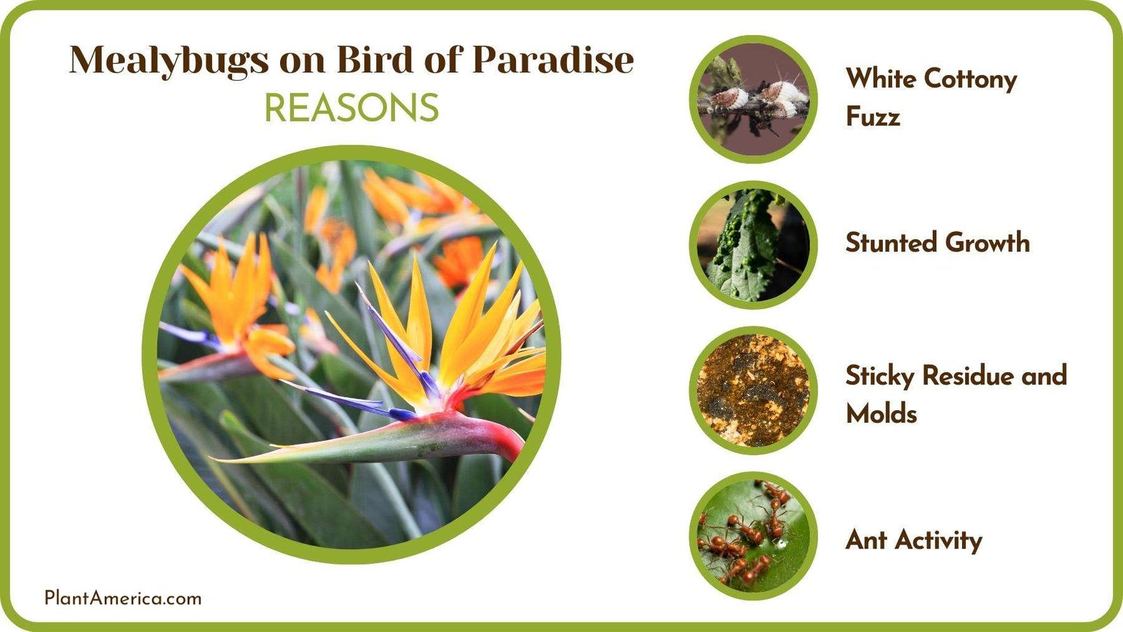 Reasons of Mealybugs on Bird of Paradise Plant America Reasons of Mealybugs on Bird of Paradise Plant America