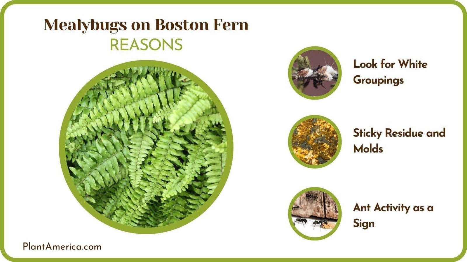 Reasons of Mealybugs on Boston Fern PlantAmerica