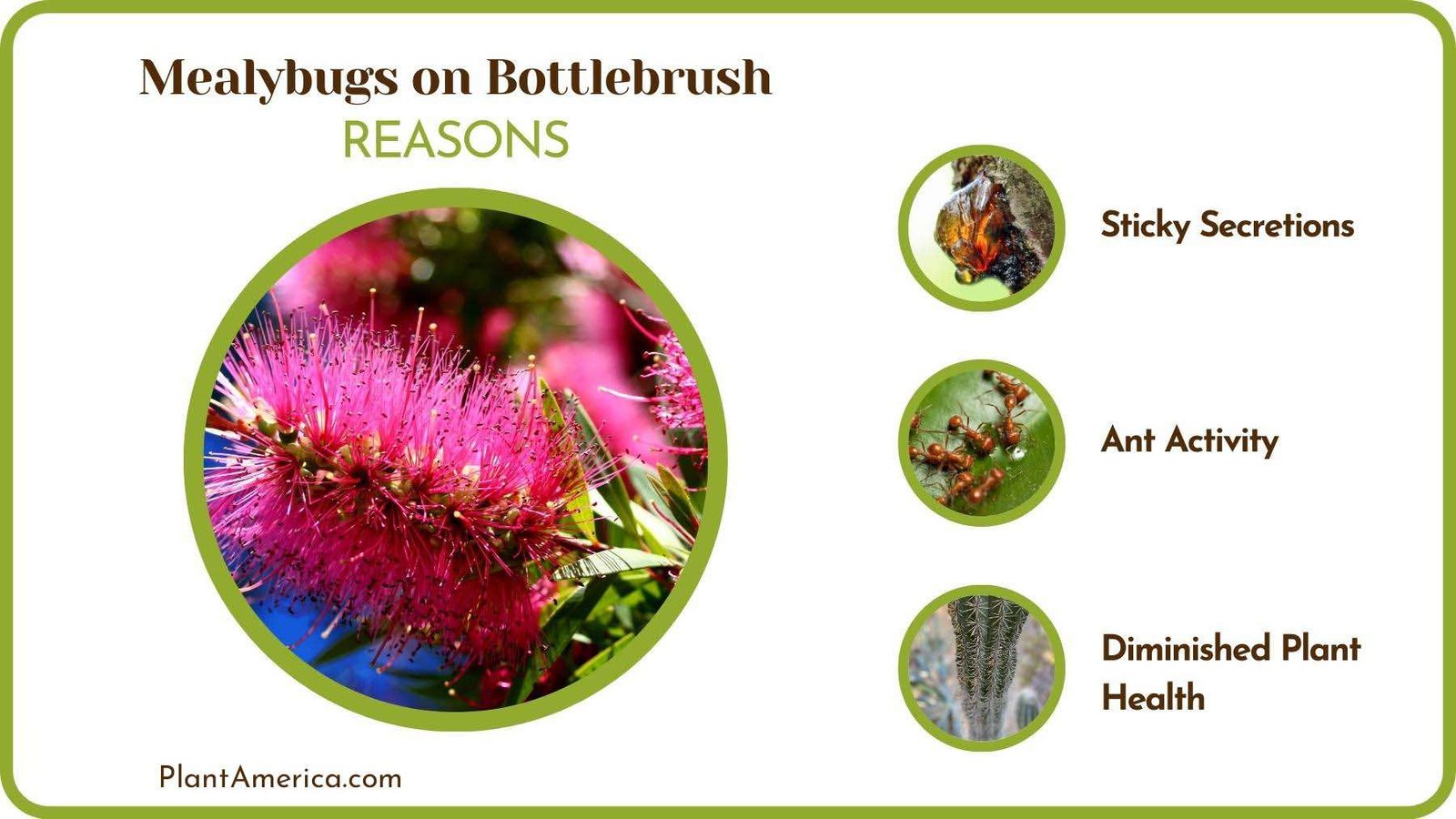 Reasons of Mealybugs on Bottlebrush PlantAmerica