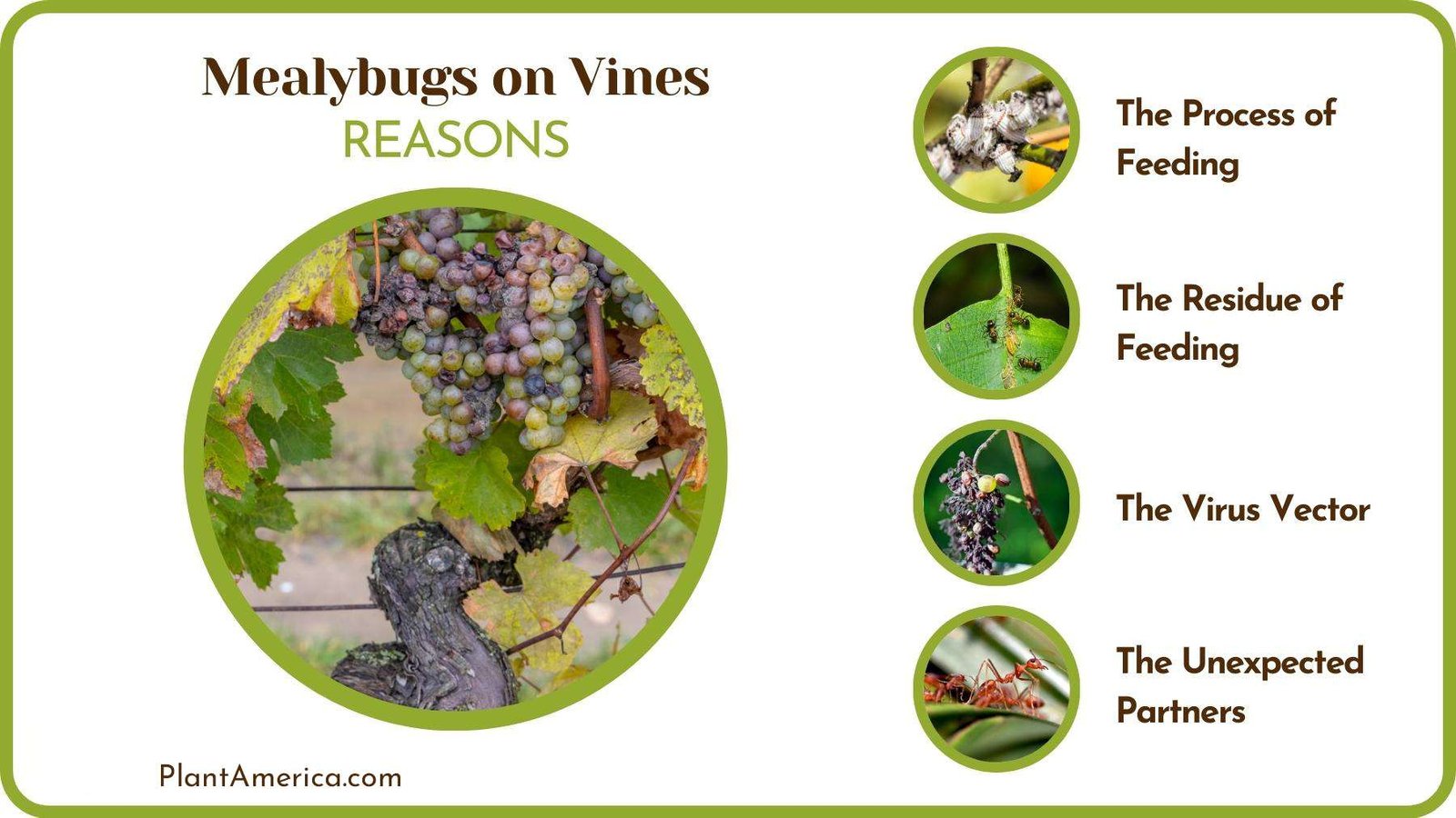 Reasons of Mealybugs on Vines PlantAmerica