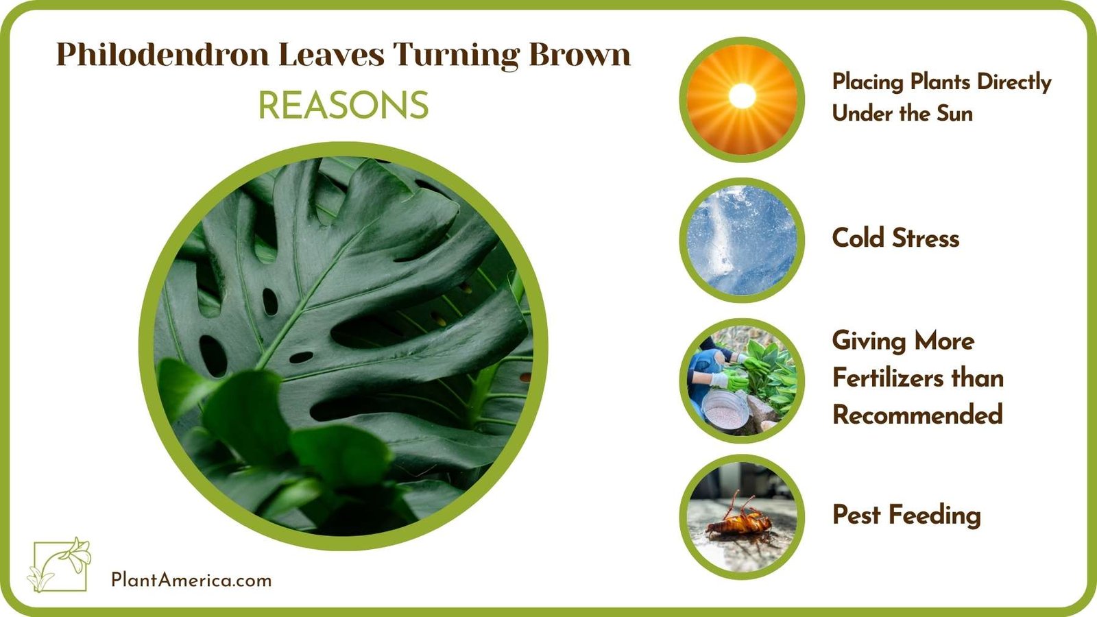 Reasons of Philodendron Leaves Turning Brown Plant America
