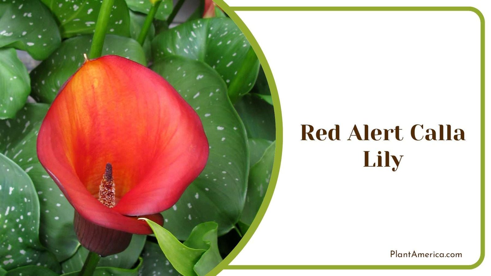 Red Alert Calla Lily Plant America