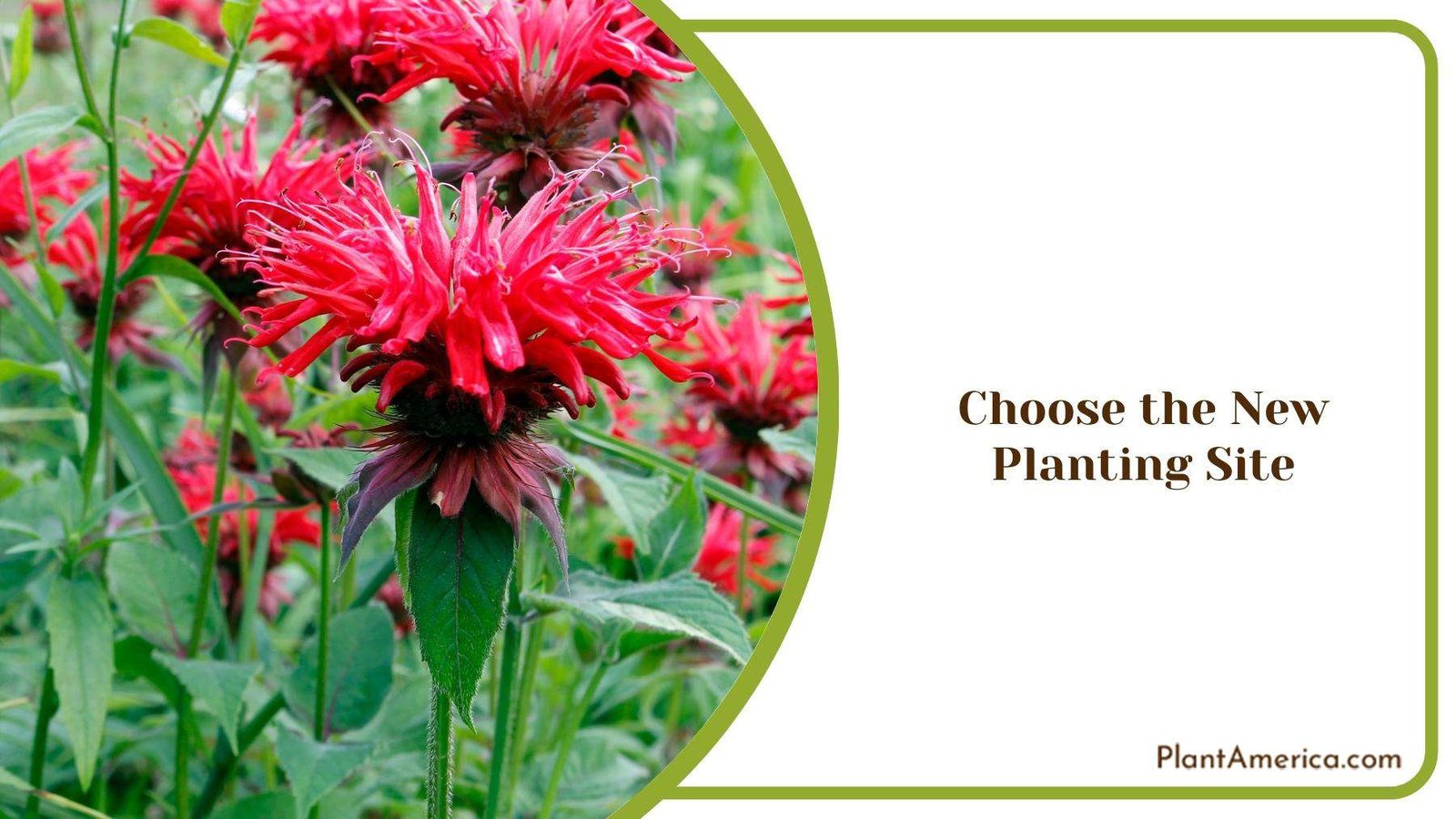 Red Bee Balm Plants In a Garden Plant America Red Bee Balm Plants In a Garden Plant America