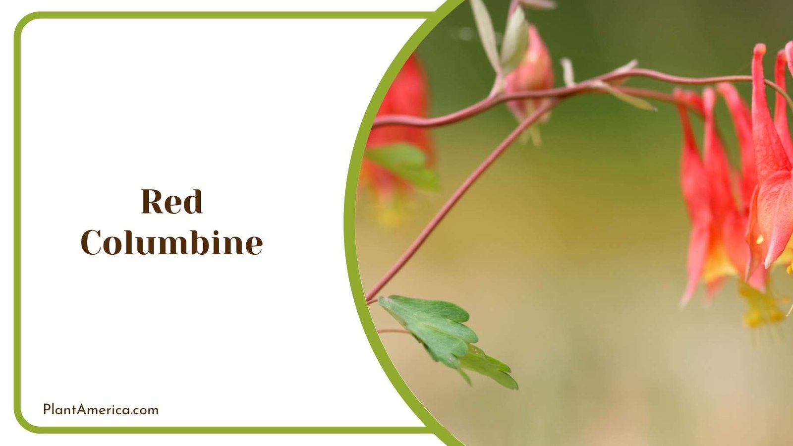 Red Columbine In a Picture Plant America