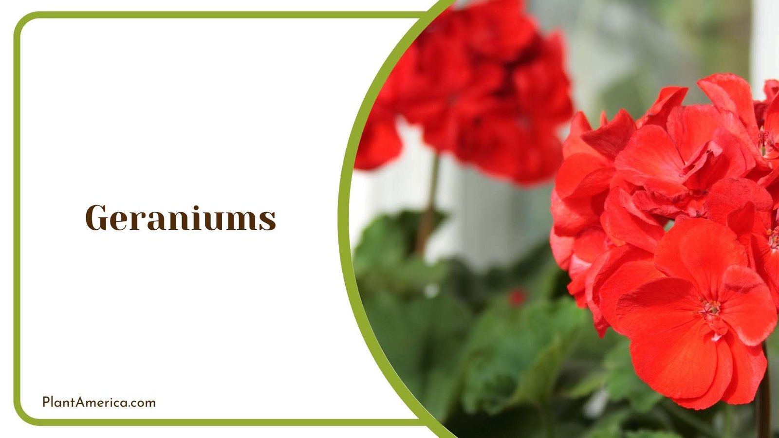 Red Geraniums Bloom Plant America