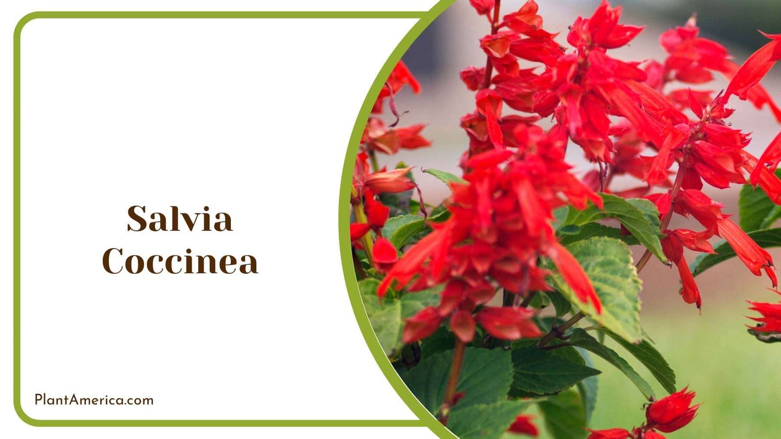Red Salvia Coccinea Plant America