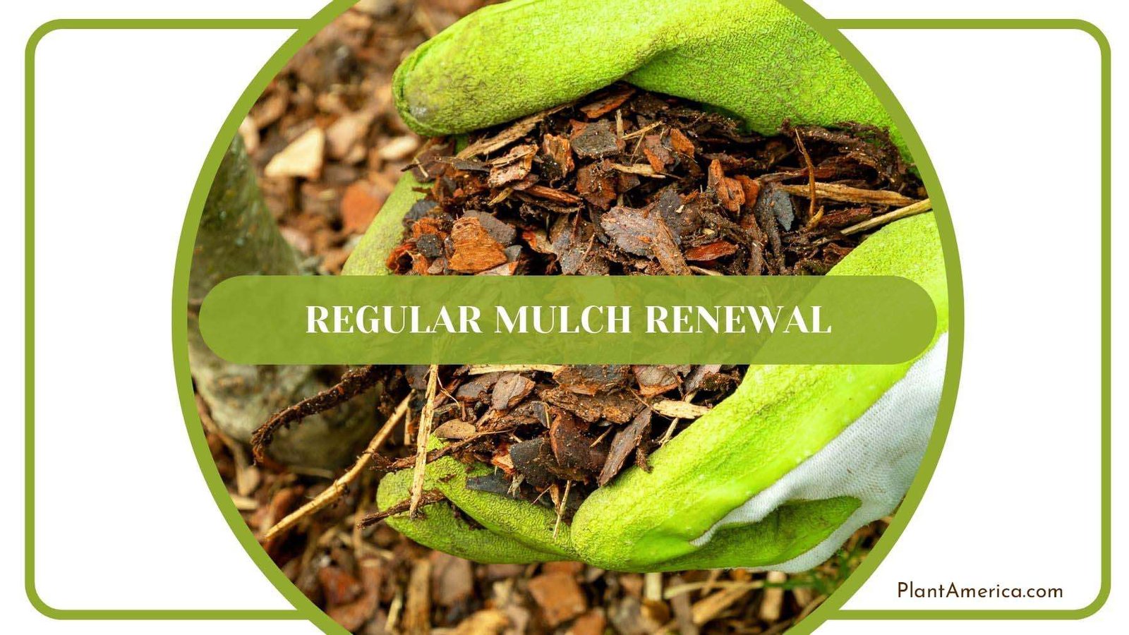 Regular Mulch Renewal PlantAmerica Regular Mulch Renewal PlantAmerica