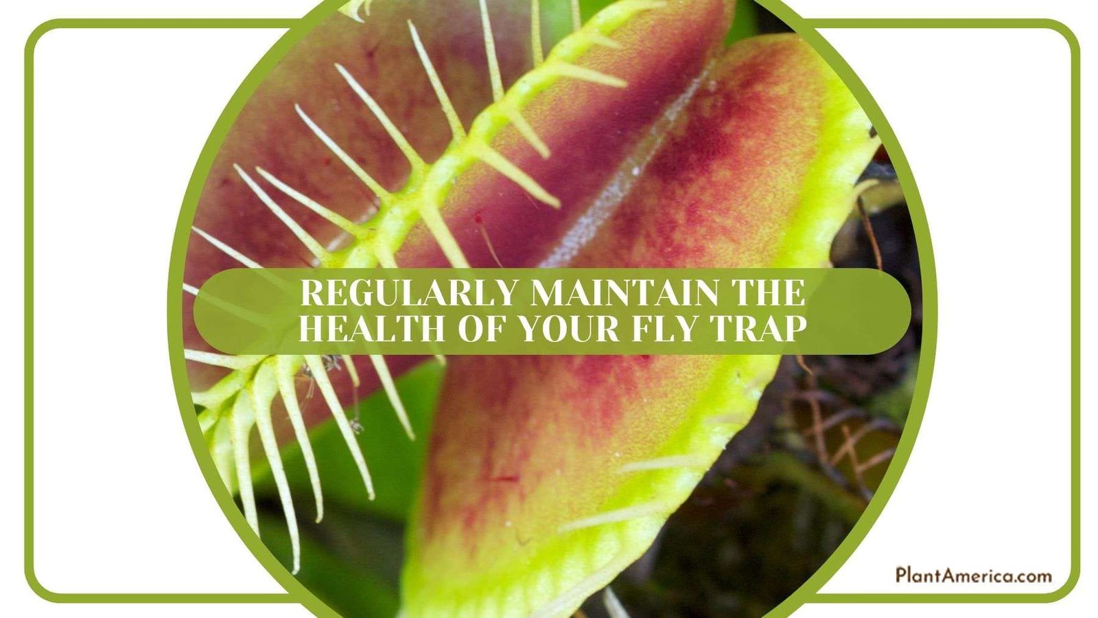 Regularly Maintaining Health of Fly Trap Plant America Regularly Maintaining Health of Fly Trap Plant America