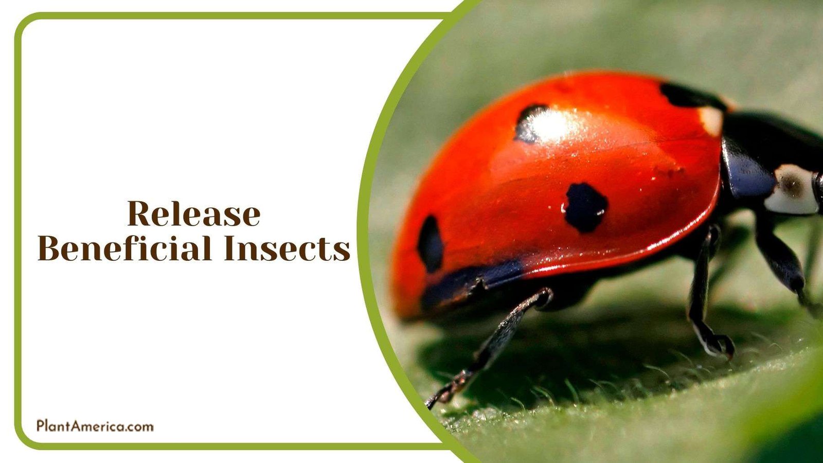 Release Beneficial Insects Plant America