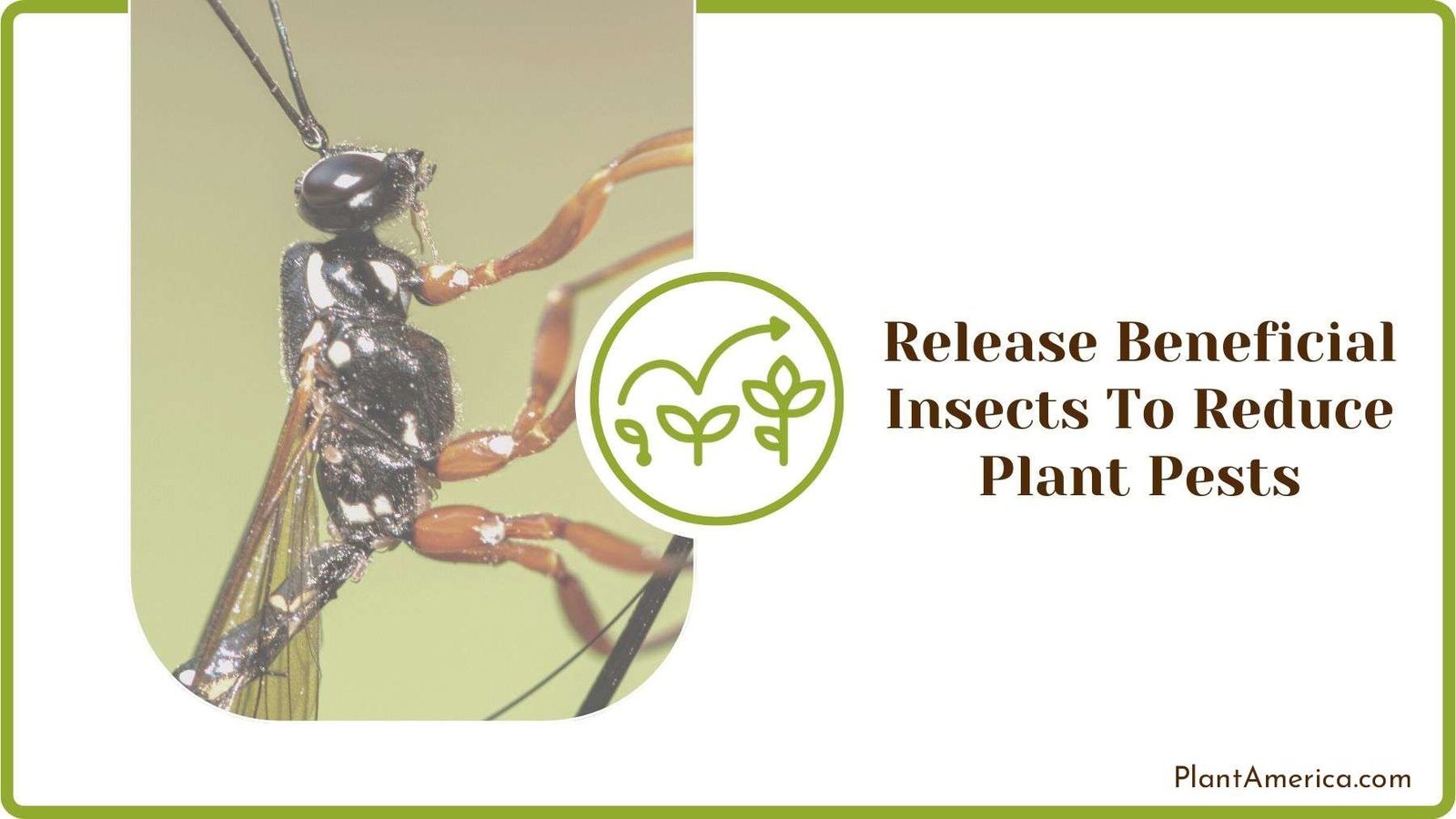 Releasing Beneficial Insects To Reduce Plant Pests PlantAmerica Releasing Beneficial Insects To Reduce Plant Pests PlantAmerica