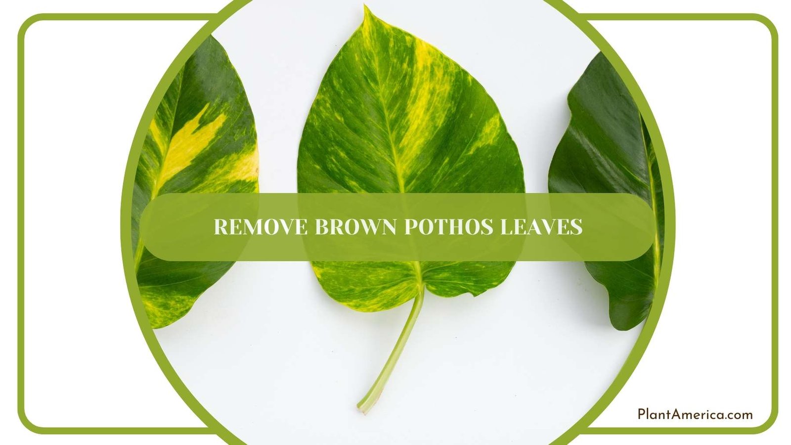 Remove Brown Pothos Leaves Plant America