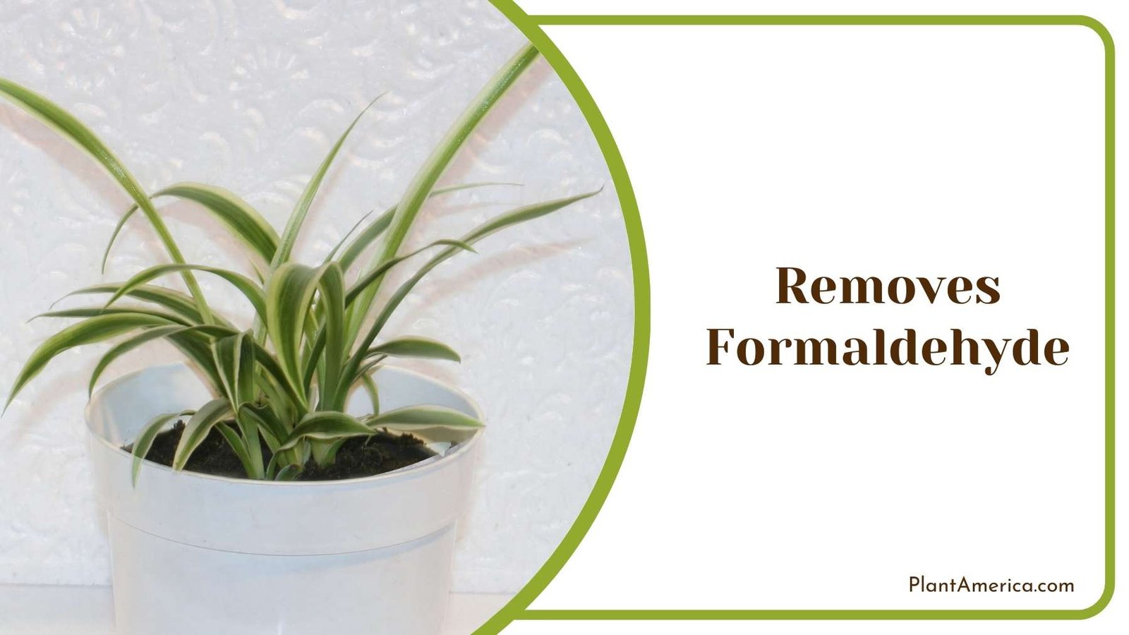 Removes Formaldehyde Plant America 1