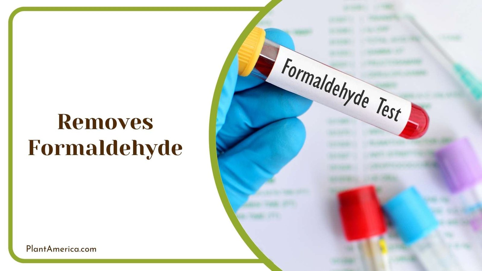 Removes Formaldehyde Plant America